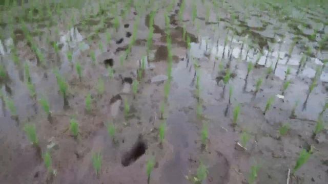 Apliksi PGPR dan Trichoderma Pada Lahan Padi