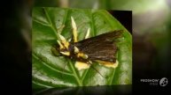 Cordyceps tuberculata - fungi kingdom