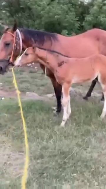 mashallah #horse #ahsantv #brand #happyhorse #sultanmovie #bestfriend #sultan #poetry #soundeffects