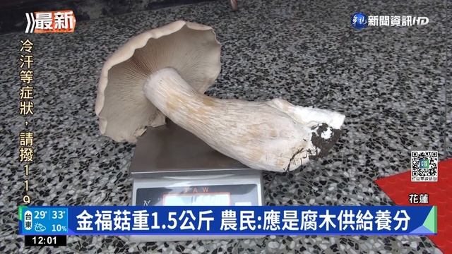 雨後滋長! 巨大金福菇 單朵重達1.5公斤｜華視新聞 20220529