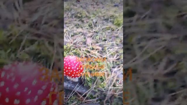 автор Ольга Ушакова.