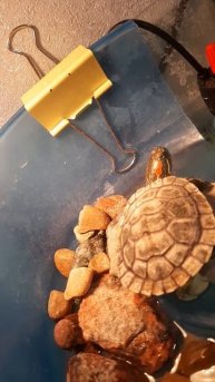 Моя черипаха.