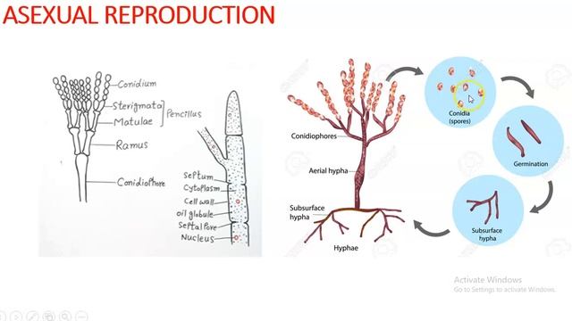Penicillium  General Account, Thallus structure, 3 Modes of Reproduction By NAZEEB SAMEER
