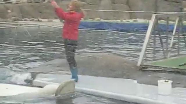 Dolphin show in Moscow ZooPark by Ricardo Kabila