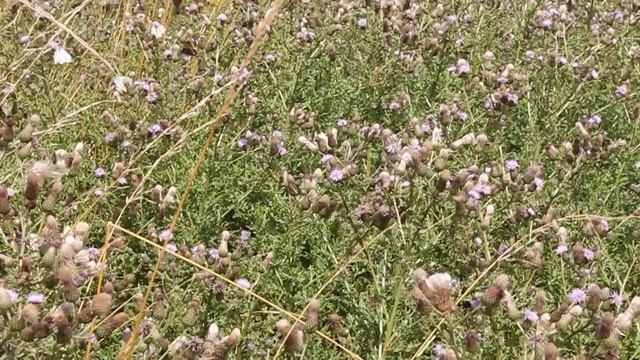 Butterfly meadow, Harlestone, Nothants - how many species can you see?