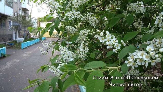 Стихи. Алла Лоншакова - Главное