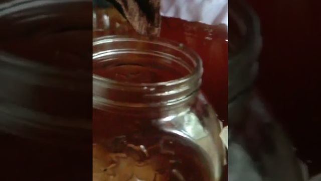 Proses pembuatan minuman Kombucha Belimbing Wuluh