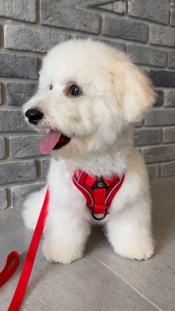 Бишон фризе