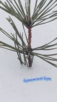 маленькая сосновая веточка