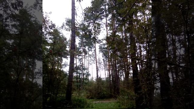 В лесу и рядом с карьером