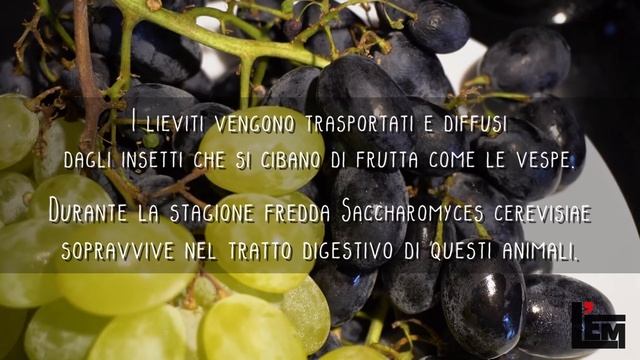 Scervelliamoci Settembre 2018: Pane vino e lieviti