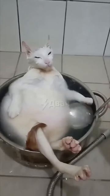 Приготовили кота