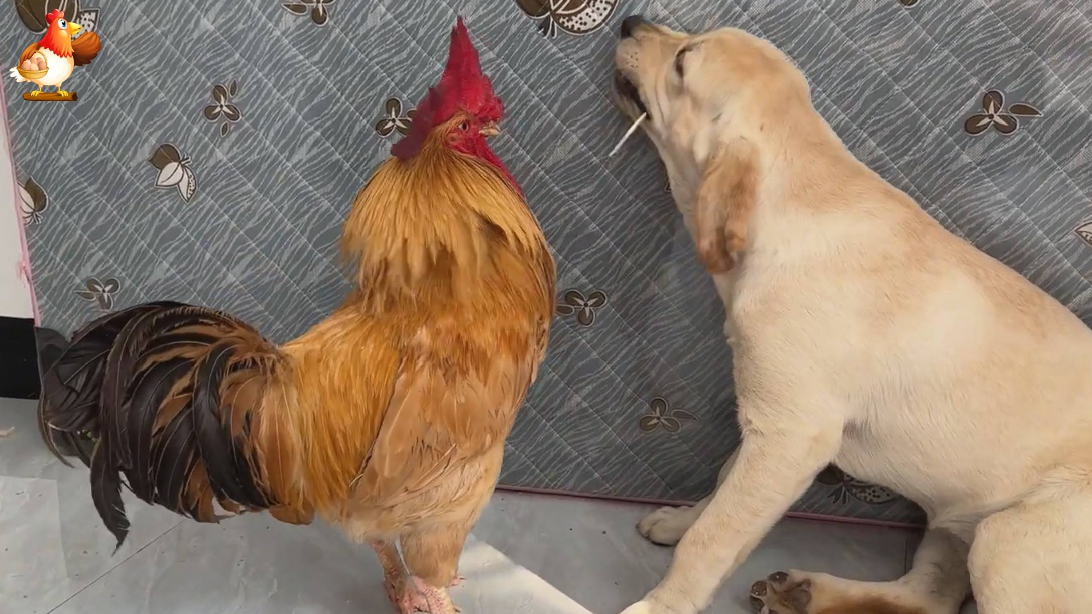 Старый петух повздорил с лабрадором 🐕🐓😂🤗