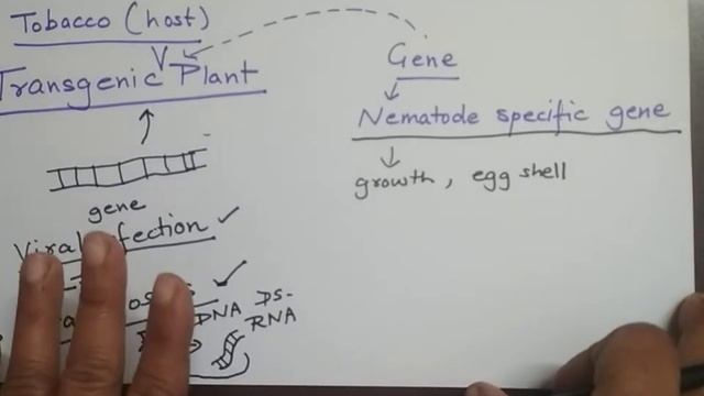 #rnainterference,#mrnasilencing. RNA interference. mRNA Silencing in Meloidegyne incognita.