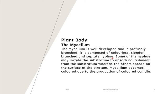 Penicillium notatum | Taxonomic position | Occurrence | Plant body | The Mycelium | BSc|Pak Botanis