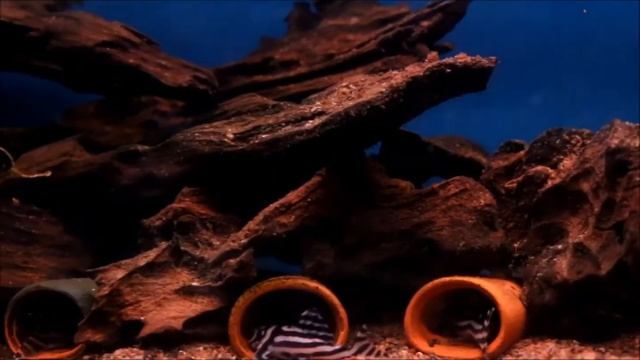 L046, Hypancistrus zebra