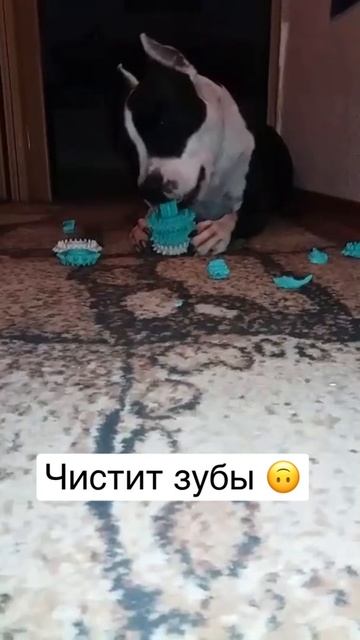 Чистка зубов. Стаффордширский терьер) Дрессировка собак #shorts