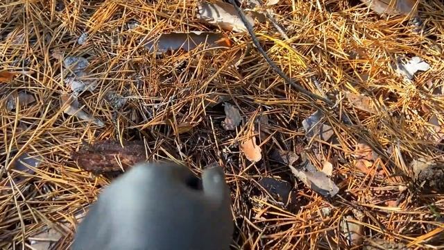 🍄 Грибний сезон 2023 розпочався!  Нарешті! Гриби Дніпро 2023