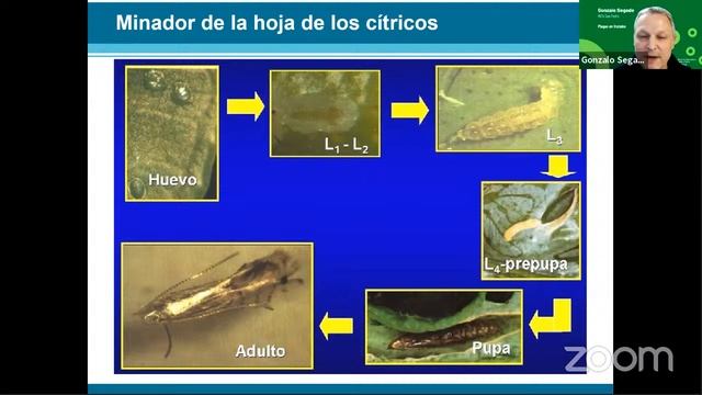 🍊🐞🐜🌳 10 preguntas frecuentes para cuidar los frutales en casa 🍋🐜🍊