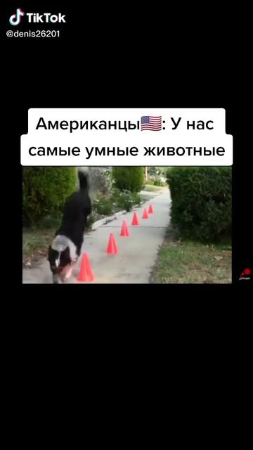 животные в России и в Америке