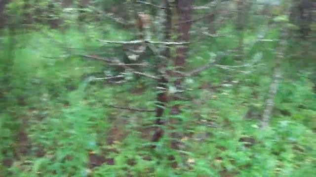Домашнее видео