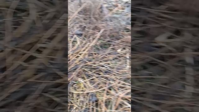 третья часть копаем металлоискателем