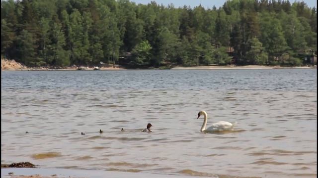 Триллер: большой крохаль против лебедя. Кто победит?🦆🆚🦢Trilleri: isokoskelo VS joutsen.Kuka voittaa