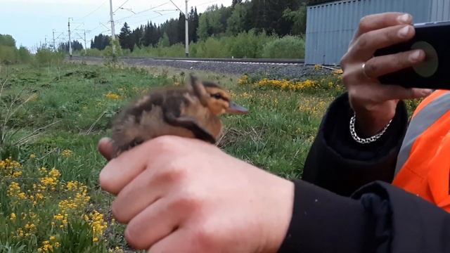 Дикий утенок ч2
