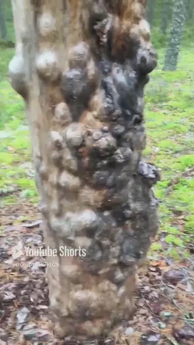 Деревья мутанты#Mutant trees #sorts #лесное #forest