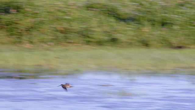 Snipe (Gallinago gallinago) - flock in flight + in slow motion @ Loch of Strathbeg