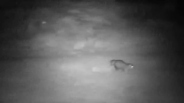 Djuma: White-tailed Mongoose - 01:47 - 12/22/21