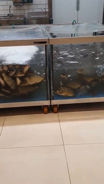 рыба/fish #shorts