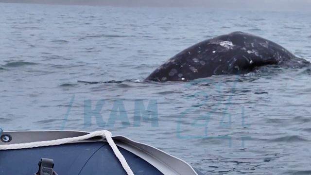 На Камчатке в Кроноцком заповеднике любопытный кит решил понаблюдать за учеными