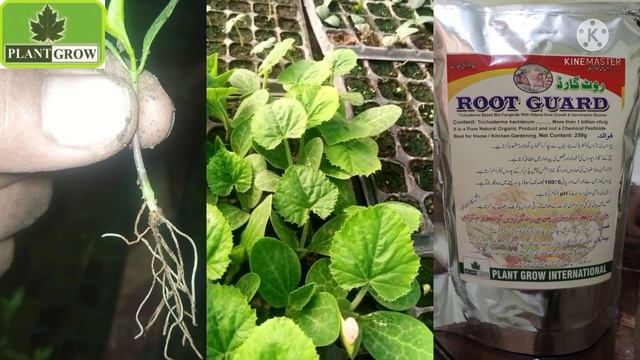 Vegetables Seedlings with Root Guard / Trichoderma