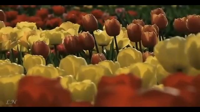 ПЕРВЫЙ   ДЕНЬ  ВЕСНЫ    Музыка  Юрия Пласта;  стихи  Людмилы  Бакиной; поёт  Любовь  Кузнецова.