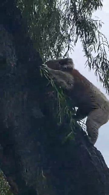 koala climbing a tree #koala #animals #nature