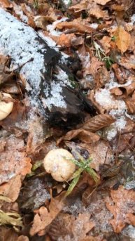 Грибы🍄 под снегом❄ #forest #nature #deer