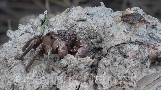 Tree Climbing crab, Malaysia. 20180426_182634.m2ts