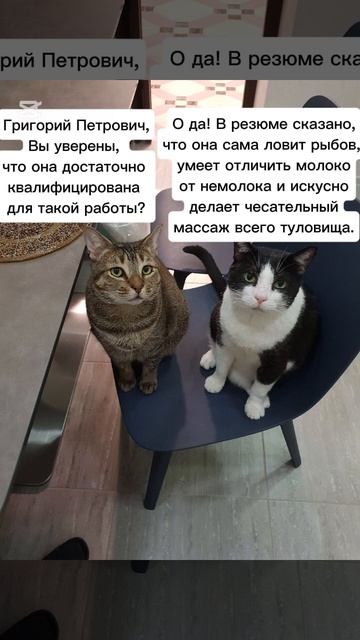 Коты отбирают квалифицированные кадры😺