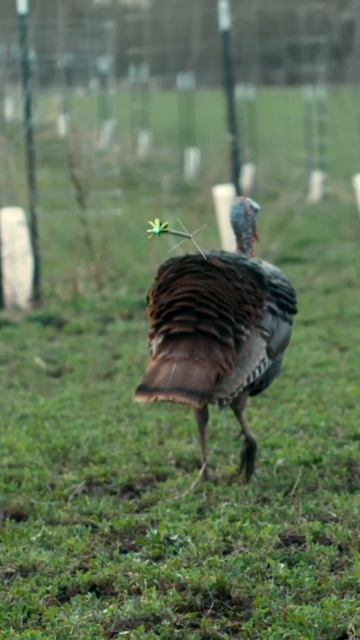 SLOW Motion Archery Grocery Shopping  #shorts #slowmotion #turkey #archery