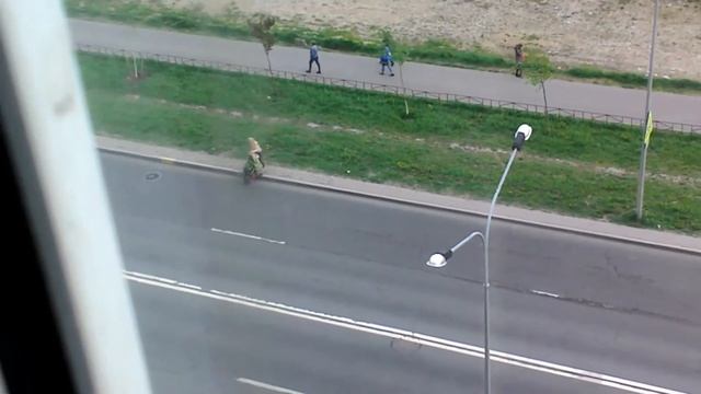 Украла дерево