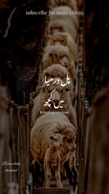 Hazrat Umar RA aur Bakri ka wakya |  status  video whatsapp#shorts#bismillahchannel