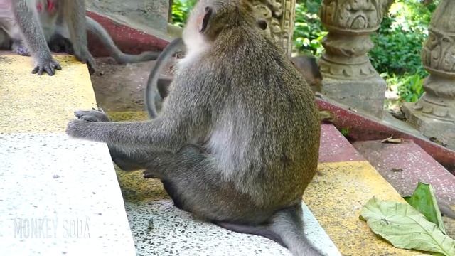 El bebé tiene mucha hambre e intenta abrazar a la madre mono para obtener leche.