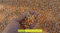 Today Arif Wala galla mandi ke rates|Monji dhan Paddy rice munji Chawal Makki corn maize Makai