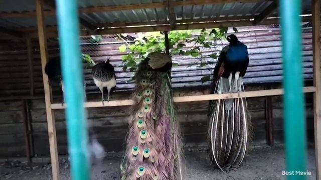 Київ# пляж ,,Черторой,, Павлин раскрыл свой хвост🐦