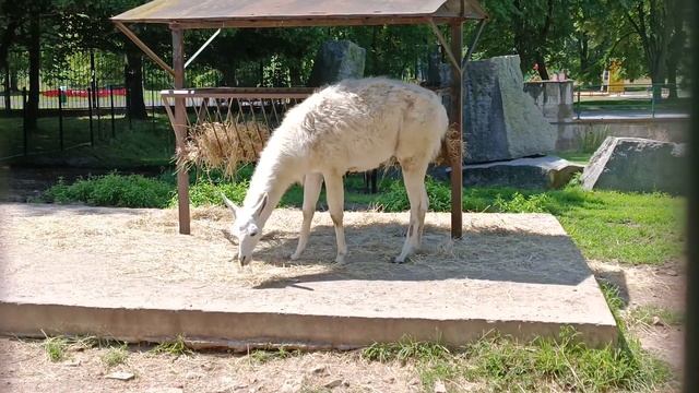 Lama, Zoo Chorzów