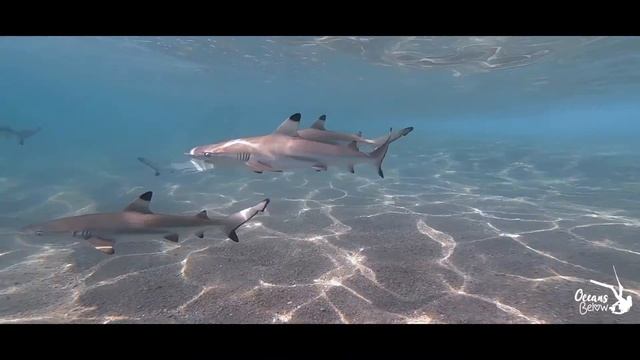 Baby blacktip shark movie