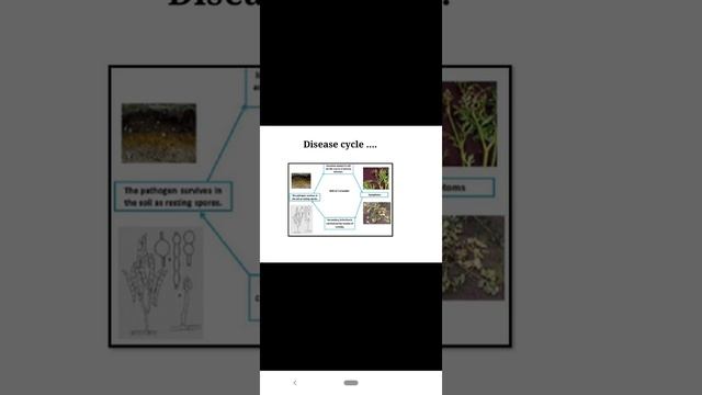 Diseases of Marigold and Coriander