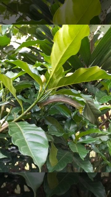 #Oleander Hawkmoth #Butterfly Conservation #caterpillar #insects