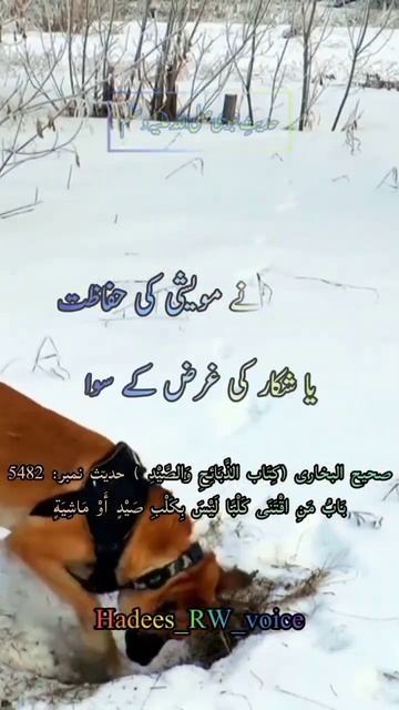 Kuta paalna? کتا پالنا؟  #shorts
